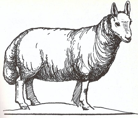 A Cheviot, from Food in England.
