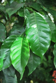 Glossy coffee tree leaves. Photo: Edible Swansea.